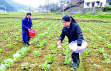 施肥過(guò)量害處多